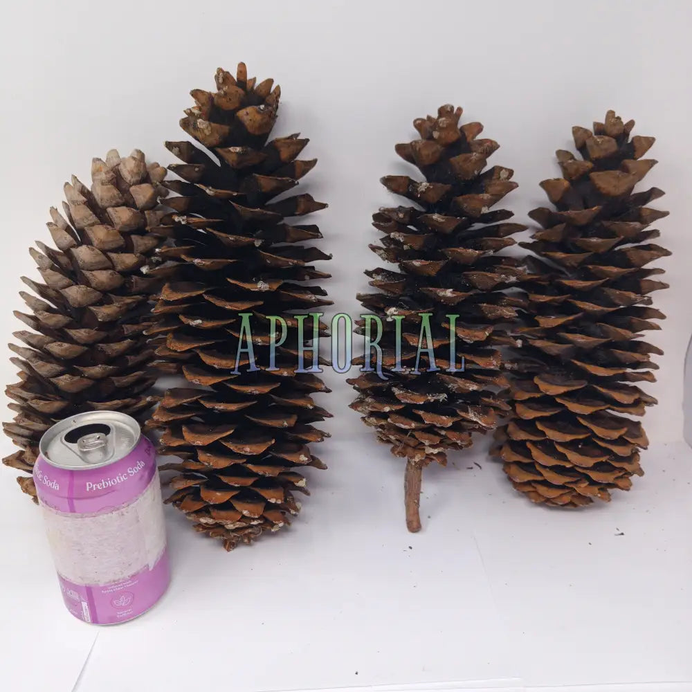Discount - Multi Pack Giant Sugar Pine Cones for Crafts and Decorations - Longest Pinecones in the World 4 Pack Taxable