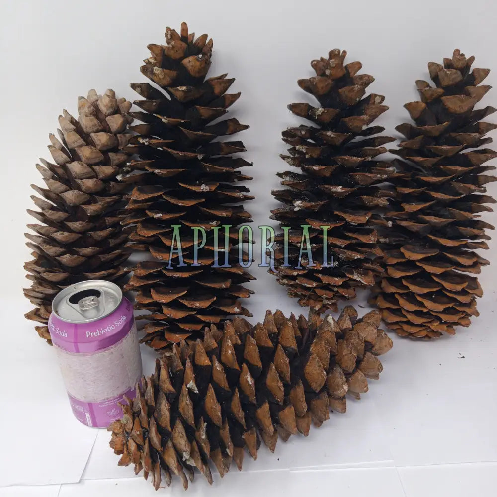 Discount - Multi Pack Giant Sugar Pine Cones for Crafts and Decorations - Longest Pinecones in the World 5 Pack Taxable