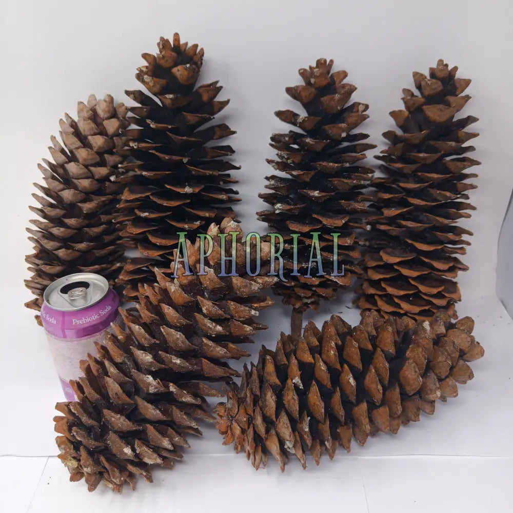 Discount - Multi Pack Giant Sugar Pine Cones for Crafts and Decorations - Longest Pinecones in the World 6 Pack Taxable