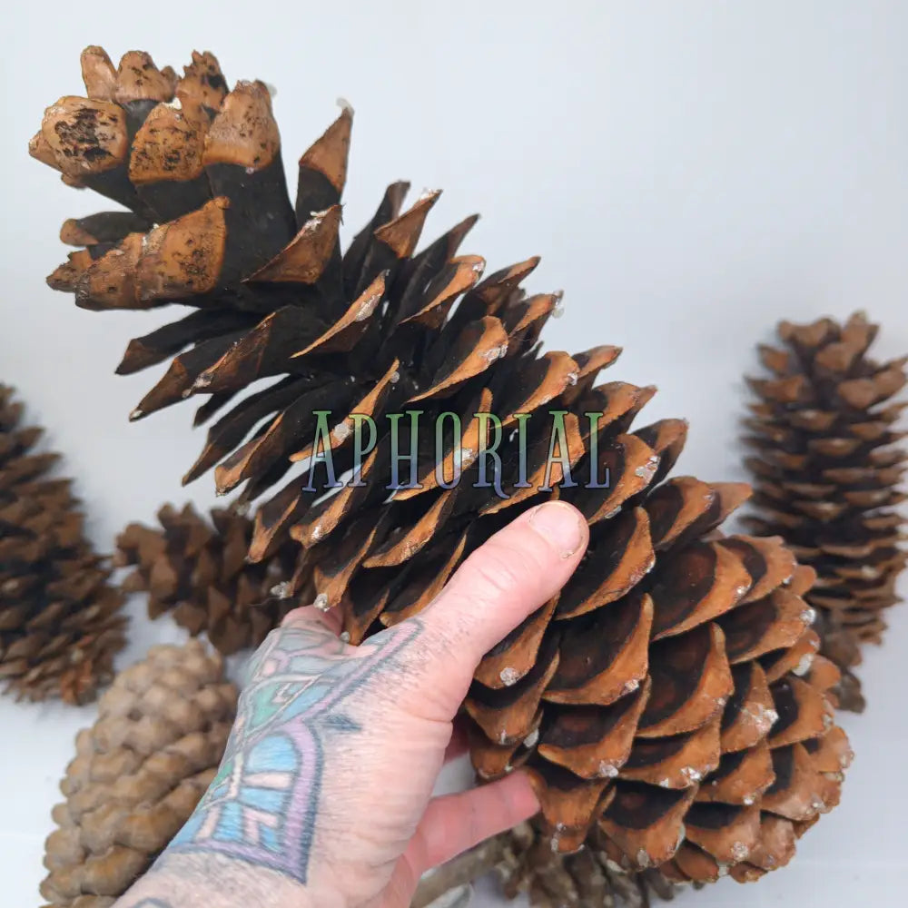 Discount - Multi Pack Giant Sugar Pine Cones for Crafts and Decorations - Longest Pinecones in the World Taxable