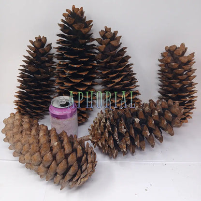 Discount - Multi Pack Giant Sugar Pine Cones for Crafts and Decorations - Longest Pinecones in the World Taxable