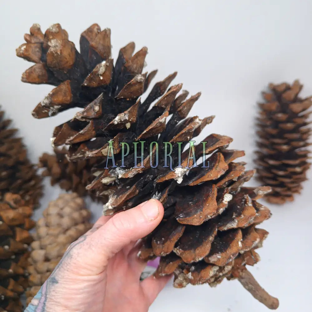 Discount - Multi Pack Giant Sugar Pine Cones for Crafts and Decorations - Longest Pinecones in the World Taxable