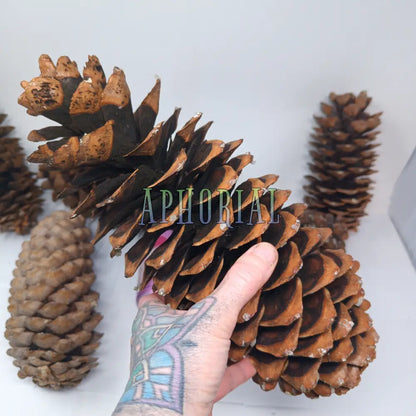 Discount - Multi Pack Giant Sugar Pine Cones for Crafts and Decorations - Longest Pinecones in the World Taxable