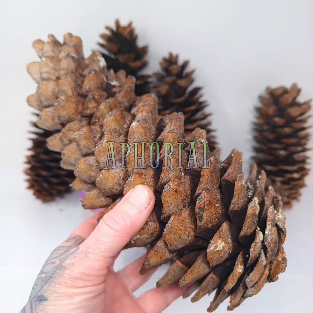 Discount - Multi Pack Giant Sugar Pine Cones for Crafts and Decorations - Longest Pinecones in the World Taxable