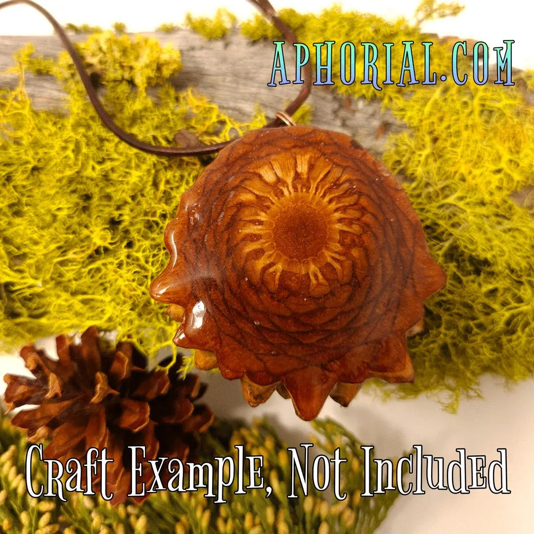 Knobcone Pine Cone Slices for Jewelry Crafts Core Heart Cut