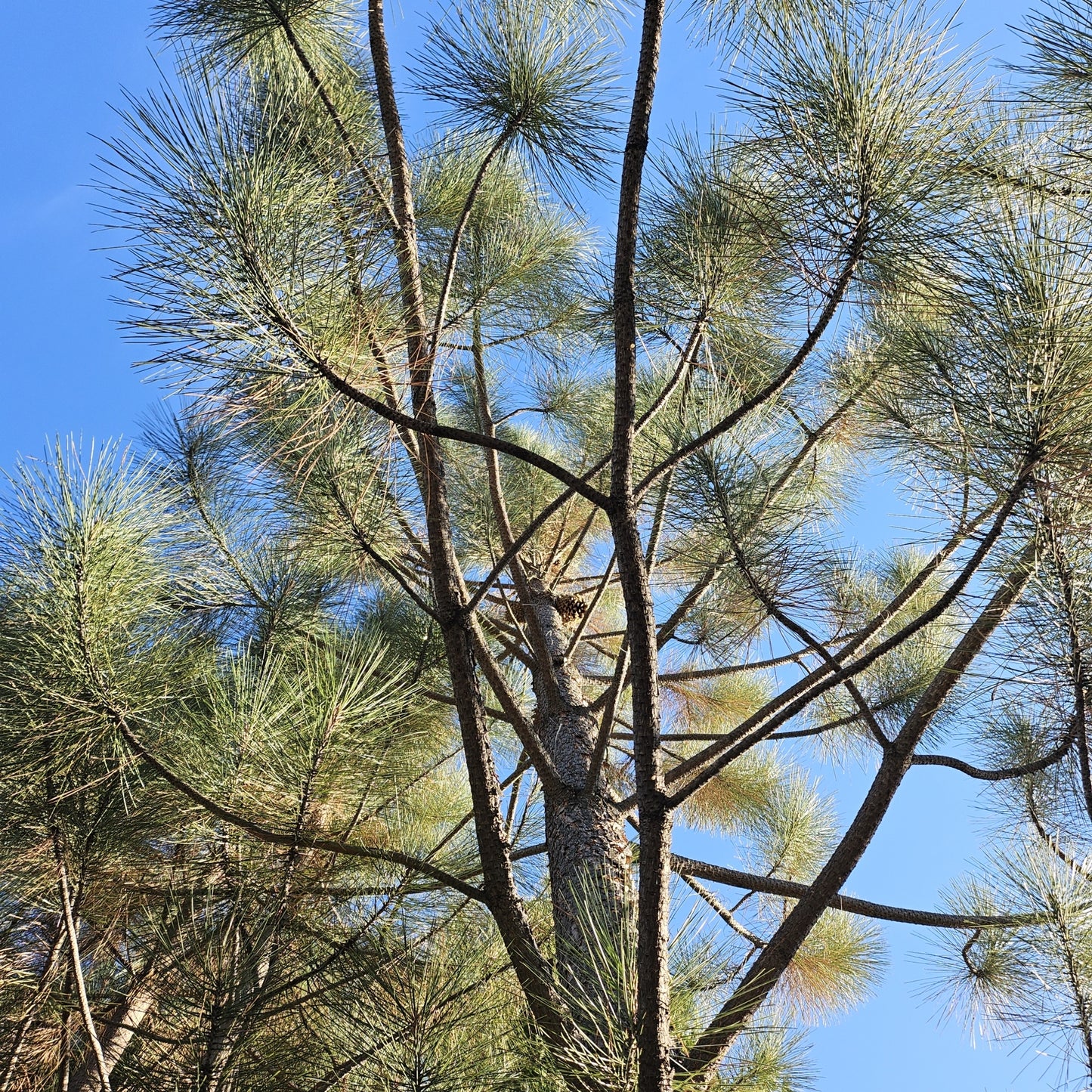 Coulter Pine Cone Charm Tree - Largest Cone in the World, Tabletop Christmas, Centerpiece
