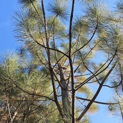 Coulter Pine Cone Charm Tree - Largest Cone in the World, Tabletop Christmas, Centerpiece