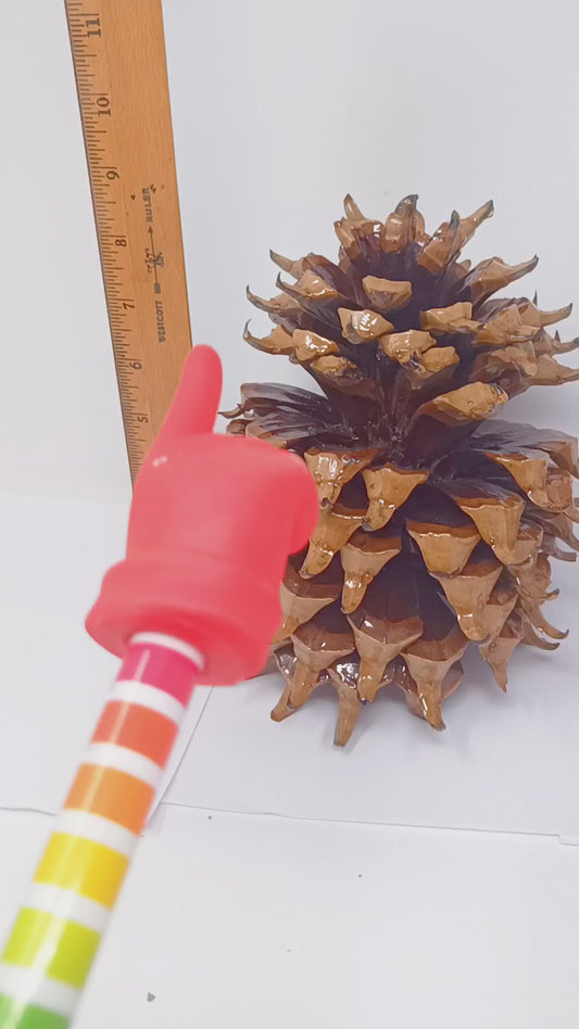 World's Largest Pine Cone – Coulter Pine Widowmaker  - Collector's Item, Decorations