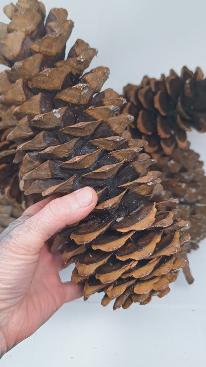 Sugar Pine Cones  (Multi Pack) – 9-12+ Inch Crafts, Decorations - B Grade - Longest Pinecones in the World