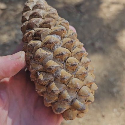 Whole Knobcone Pine Cone Pinus Attenuata Pinecones for Crafts Decorations Jewelry - Fresh, Bulk