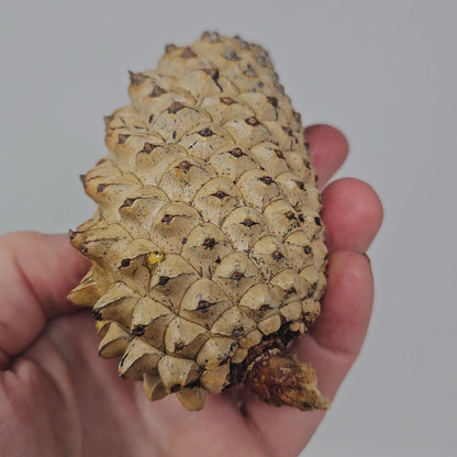 10 Knobcone Medium to Large Pinecones 4" To 6" Crafts Decorations Jewelry - Fresh, Bulk