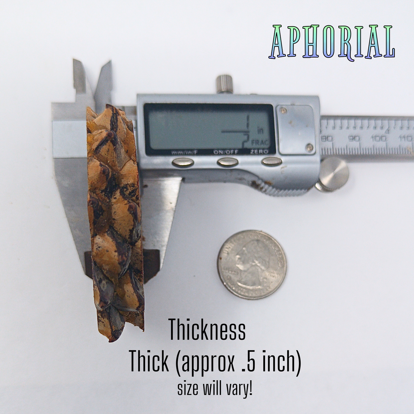 Knobcone Pine Cone Slices for Jewelry Crafts Core Heart Cut