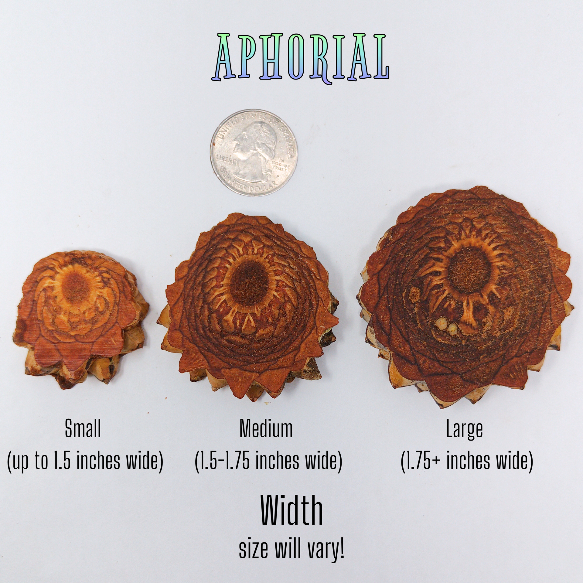Knobcone Pine Cone Slices for Jewelry Crafts Core Heart Cut – Aphorial