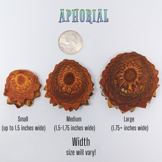 Knobcone Pine Cone Slices for Jewelry Crafts Core Heart Cut