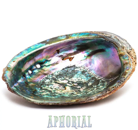Smudge Ash Tray Burner - Abalone Shell Large 5’ - 6’